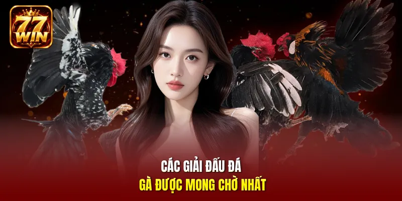 Các giải đấu đá gà được mong chờ nhất