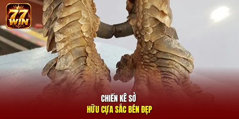 Chiến kê sở hữu cựa sắc bén đẹp