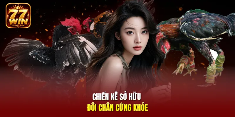 Chiến kê sở hữu đôi chân cứng khỏe