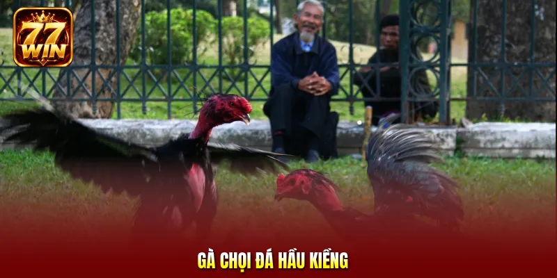 Gà chọi đá hầu kiềng