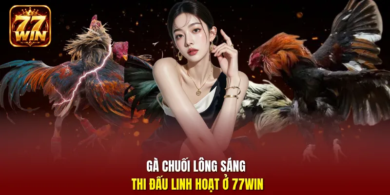 Gà chuối lông sáng thi đấu linh hoạt ở 77Win
