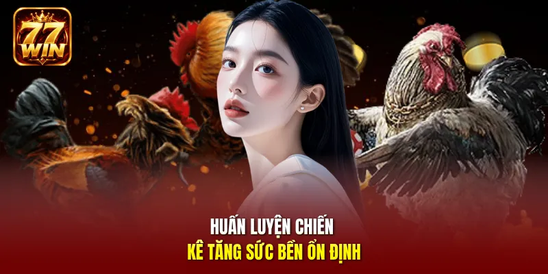 Huấn luyện chiến kê tăng sức bền ổn định