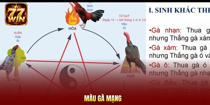 Màu gà mạng