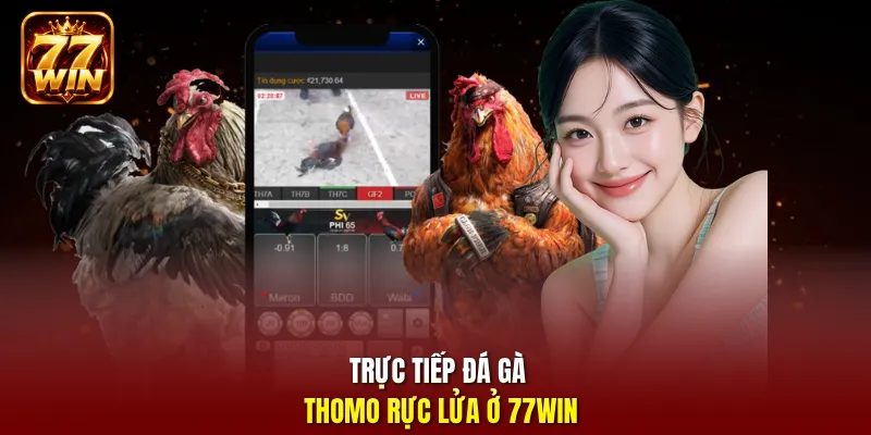Trực tiếp đá gà Thomo rực lửa ở 77Win