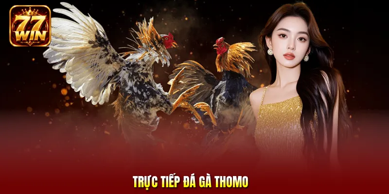 Trực tiếp đá gà Thomo